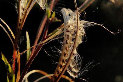 Close-up of plant against blurred background