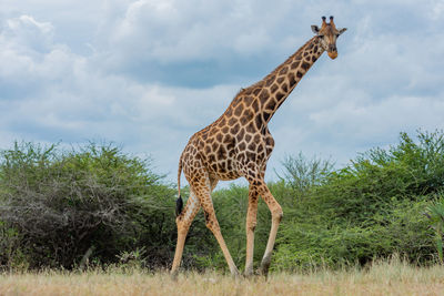 Giraffe on field against sky