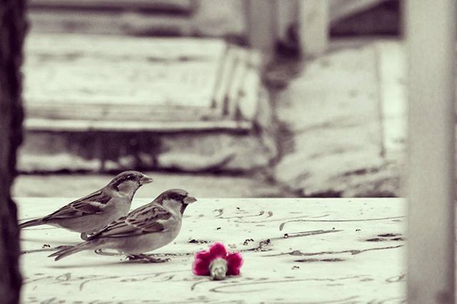 focus on foreground, close-up, indoors, selective focus, day, flower, animals in the wild, wildlife, toy, side view, bird, table, no people, insect, wall - building feature, still life, animal themes, hanging, animal representation