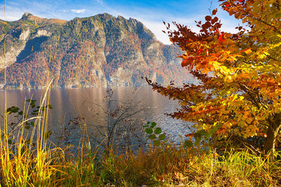 Plants by trees against sky during autumn