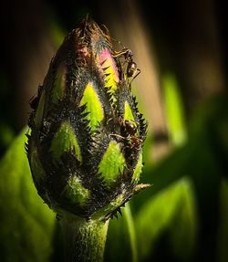 Close-up of plant against blurred background