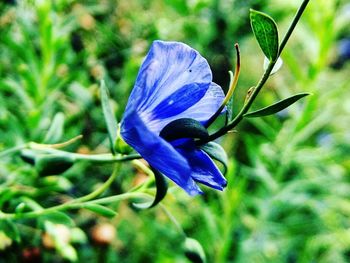 Close-up of purple iris flower