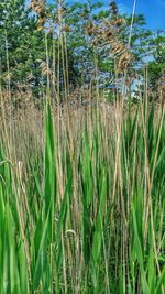 Close-up of bamboo plants growing on field