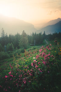 Flowers growing on field against sky during sunset