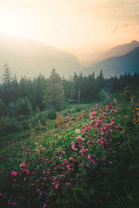 Flowers growing on field against sky during sunset