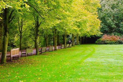 Trees in park