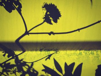 Close-up of yellow plant