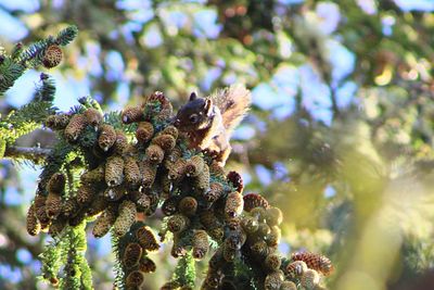 Low angle view of caterpillar on tree