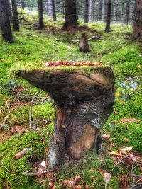 Squirrel on tree stump in forest