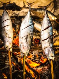 Close-up of fish hanging on wood