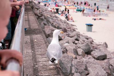 Seagull on the breakwater