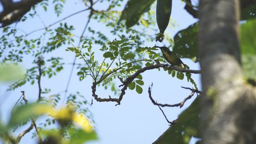 Low angle view of green leaves on tree