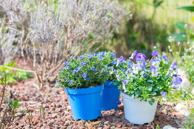 Potted flowers in garden