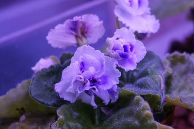 Close-up of flowers against blurred background