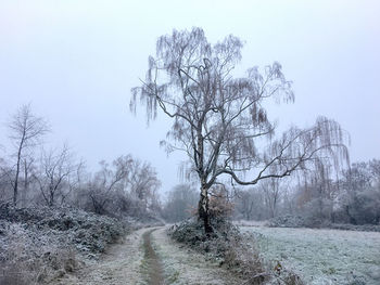 Bare tree on snow covered landscape against clear sky