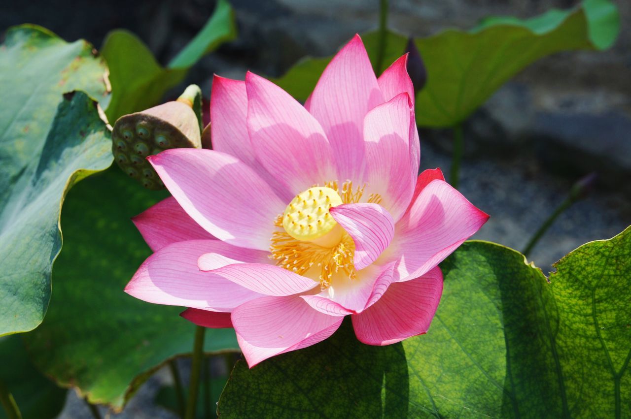 flower, petal, freshness, flower head, fragility, pink color, growth, single flower, beauty in nature, close-up, leaf, nature, blooming, plant, focus on foreground, in bloom, pollen, water lily, stamen, outdoors