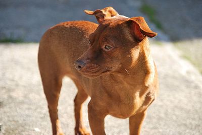 Dog looking away