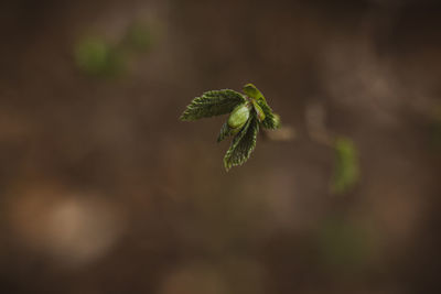 Close-up of plant