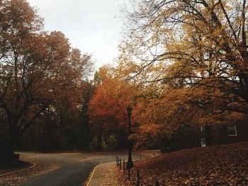 Empty road in forest