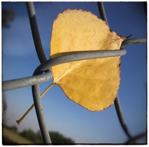 Close-up of yellow leaf