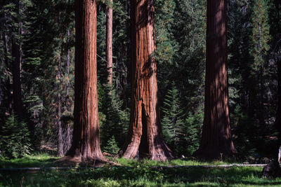 Trees growing in forest