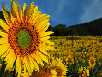 Close-up of sunflower on field against sky