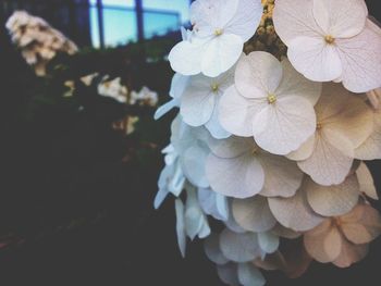 Close-up of white flowers blooming outdoors