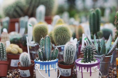 Close-up of succulent plants in pot