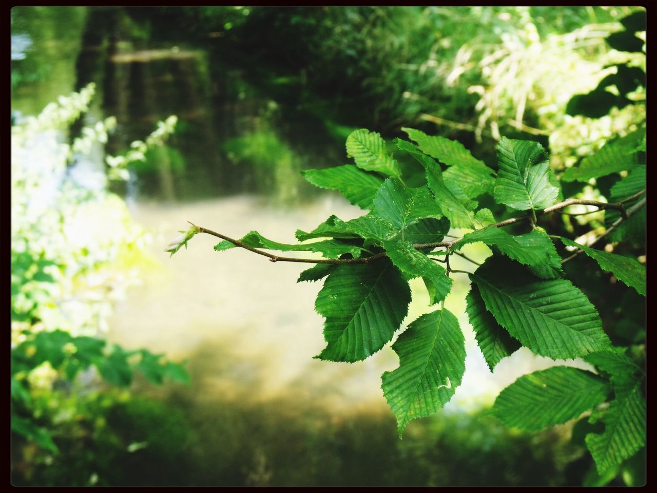 transfer print, leaf, auto post production filter, growth, green color, plant, nature, close-up, focus on foreground, beauty in nature, outdoors, day, tranquility, green, no people, sky, leaf vein, freshness, growing, selective focus