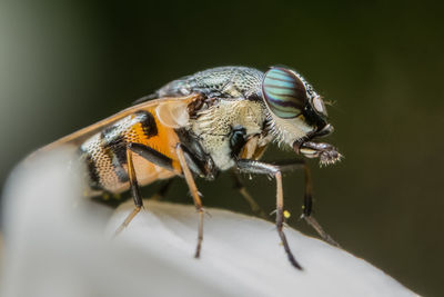 Close-up of bee on flower