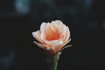 Close-up of white rose flower