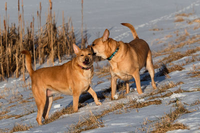 View of dogs on snow covered land