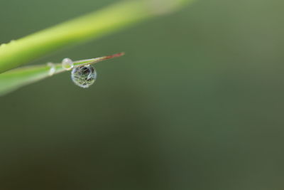 Macro shot of water drops on leaf