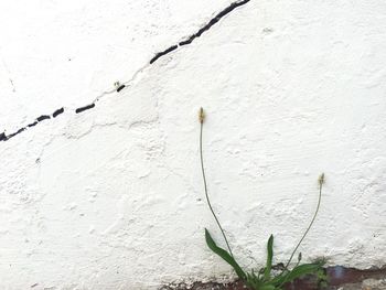 Close-up of plant against white wall