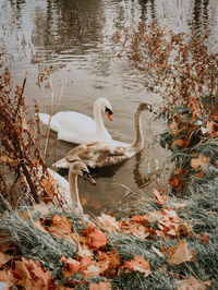 High angle view of swans in lake