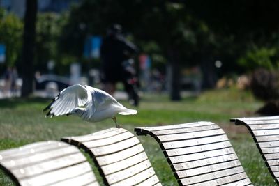 Seagull flying in park