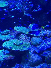 Close-up of fish underwater