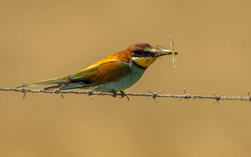 Close-up of bird with insect perching on barbed wire