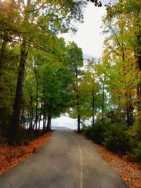 Road amidst trees