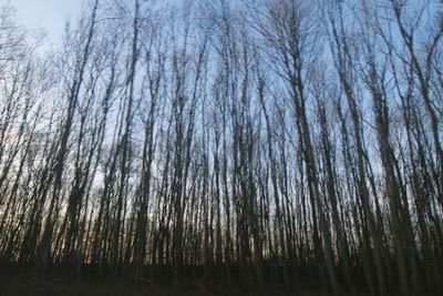 Bare trees in forest
