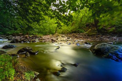 Scenic view of lake in forest