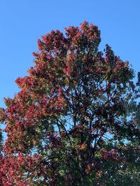 Low angle view of tree against sky during autumn