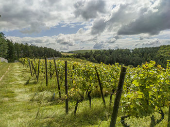 Vineyard in the sun against dramatic cloudy sky