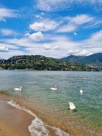 Ducks floating on sea shore against sky