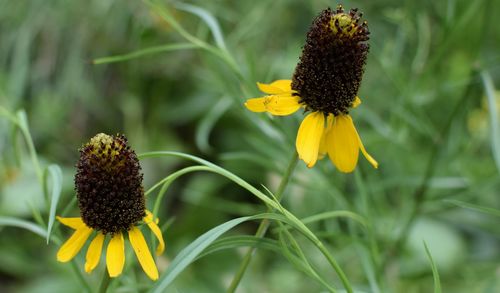 Close-up of sunflower blooming in park