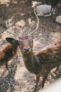 Portrait of deer standing on field