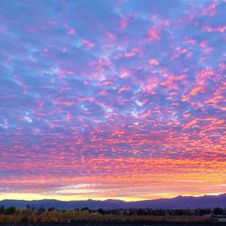 Scenic view of silhouette trees against sky during sunset