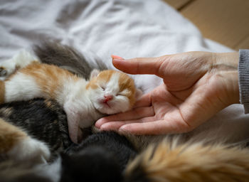The girl touches the sweetly sleeping kitten on the bed.