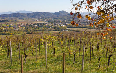 View of vineyard against sky