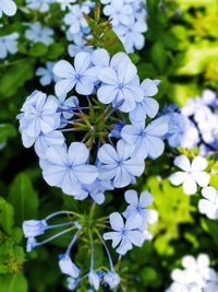 Close-up of purple flowering plant